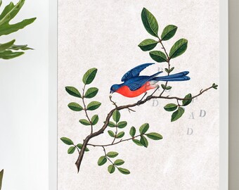 Vintage Eastern Bluebird Artwork Print. Oak Branch with Bluebird Illustration. Retro Bird Print. Gift for Natural Life Lovers. Earthy Decor.