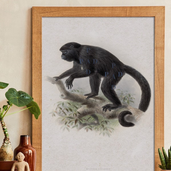 Monkey Illustration Wall Art. Vintage Howler Monkey Print. Animal Wall Decor. Black Monkey Print. Vintage Zoology Illustration Wall Decor.