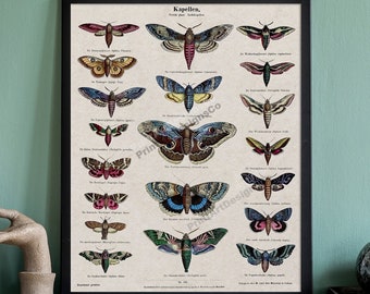Insekten Vintage Kunstdruck. Naturgeschichte Kunst Dekor. Entomologie Kunst Poster. Antike Motte Chart Print. Vintage Schmetterling Home Decor.