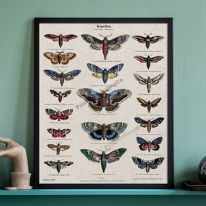 Insekten Vintage Kunstdruck. Naturgeschichte Kunst Dekor. Entomologie Kunst Poster. Antike Motte Chart Print. Vintage Schmetterling Home Decor.