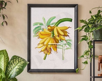 Vintage Banana Fruit Botanical Poster – Antique Tropical Plant Print, Banana Tree Wall Art, Retro Kitchen Decor, Yellow Tropical Design