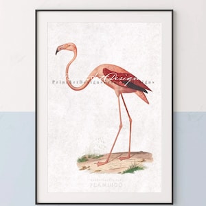 Atmosfere boho da spiaggia: stampa vintage con fenicotteri. Stampa di un libro con illustrazioni di fenicotteri americani. Colori pop - Semplice decorazione murale per arredamenti rustici e costieri.