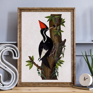 Woodpecker Vintage Bird Wall Art. Woodpecker Wall Art. Vintage Bird Art Poster. Woodland Bird Print. Country Home Decor. Farmhouse Decor.