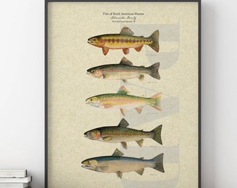 Wild Trout of North America Visual Guide Poster. Steelhead Trout. Rainbow Trout. Fishing Poster. Angler's Gift. Cottage Decor. Natural Decor