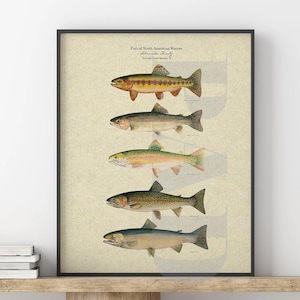 Affiche du guide visuel Truite sauvage d'Amérique du Nord. Truite arc-en-ciel. Truite arc-en-ciel. Affiche de pêche. Cadeau du pêcheur. Décor de chalet. Décor naturel