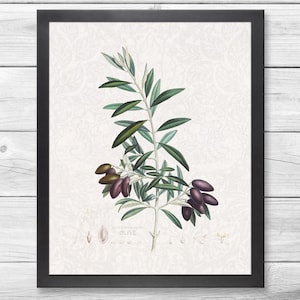 Olijftak Vintage afdrukken. Olijfboom botanische grafiek afdrukken. Groen woondecoratie. Olijftak kunstprint. Minimalistisch wanddecor. Groen decor