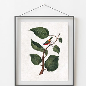 Impresión vintage de banderines pintados. Póster de pájaros con banderines pintados. Regalo para amantes de las aves. Regalo para observadores de aves. Impresión retro de aves. Póster de aves de Norteamérica.
