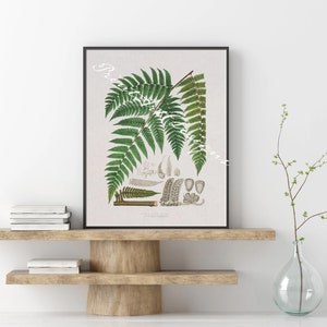 Vintage Fern Illustration Print – Detailed Botanical Chart Art – Nature Study with Fern Specimen & Leaf Anatomy – Perfect for Science Lovers