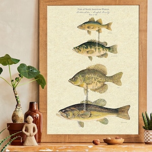 Fresh water fish poster -  Canada