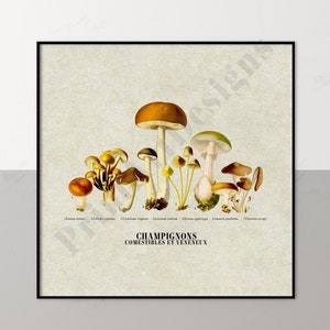 Cartel de gráfico de champiñones vintage. Arte de pared de setas. Arte Botánico de Hongos. Afiche de Identificación Botánica. Estética rural. hongos