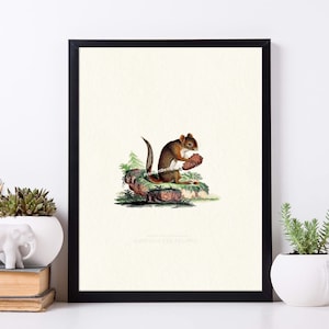 Stampa artistica vintage di scoiattolo rosso americano. Illustrazione antica di animali selvatici da parete. Scoiattolo vintage. Arte zoologica della fauna selvatica. Decorazioni boschive.