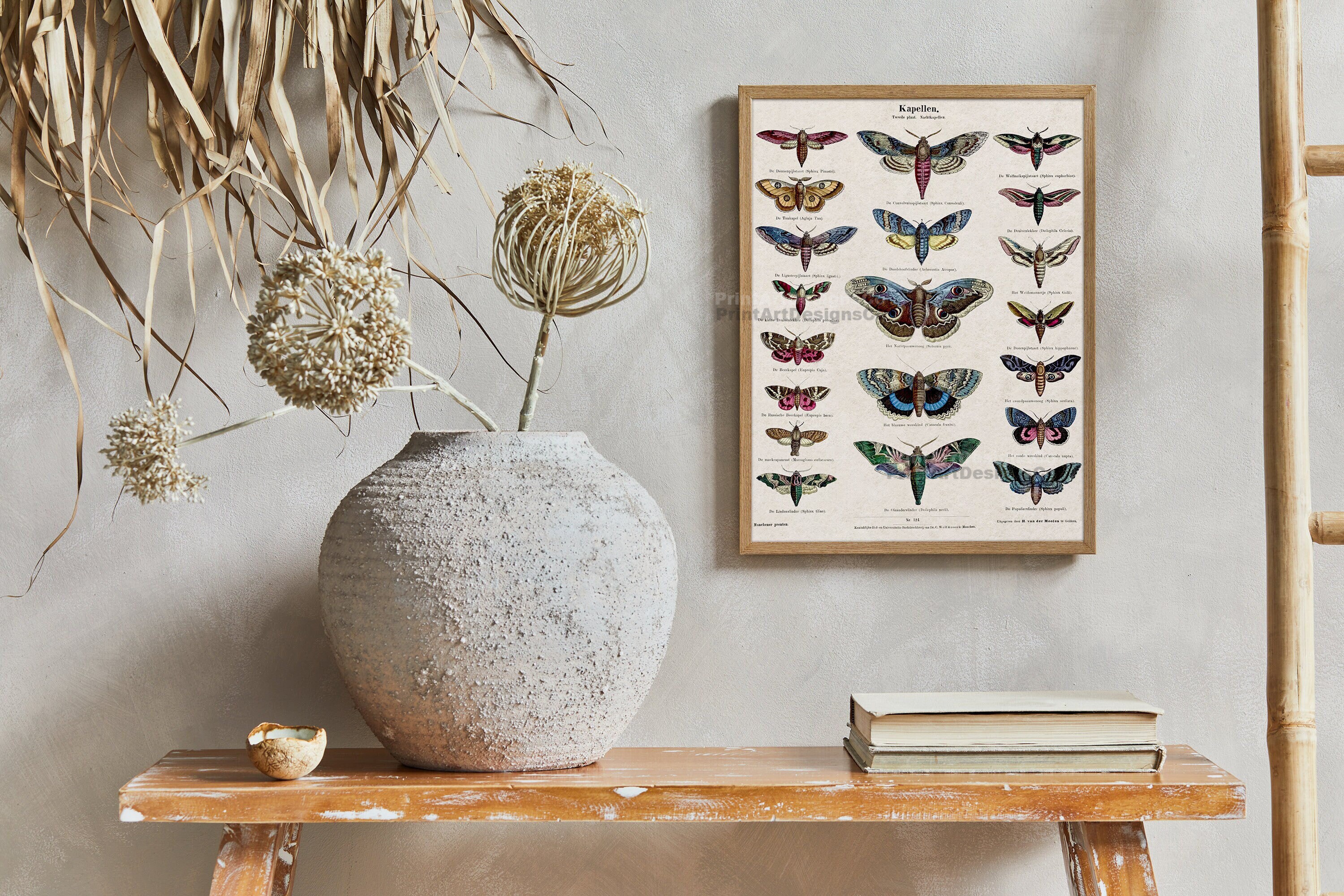 Antique Moth Poster – Vintage Entomology Chart, Colorful Moths Wall Art ...