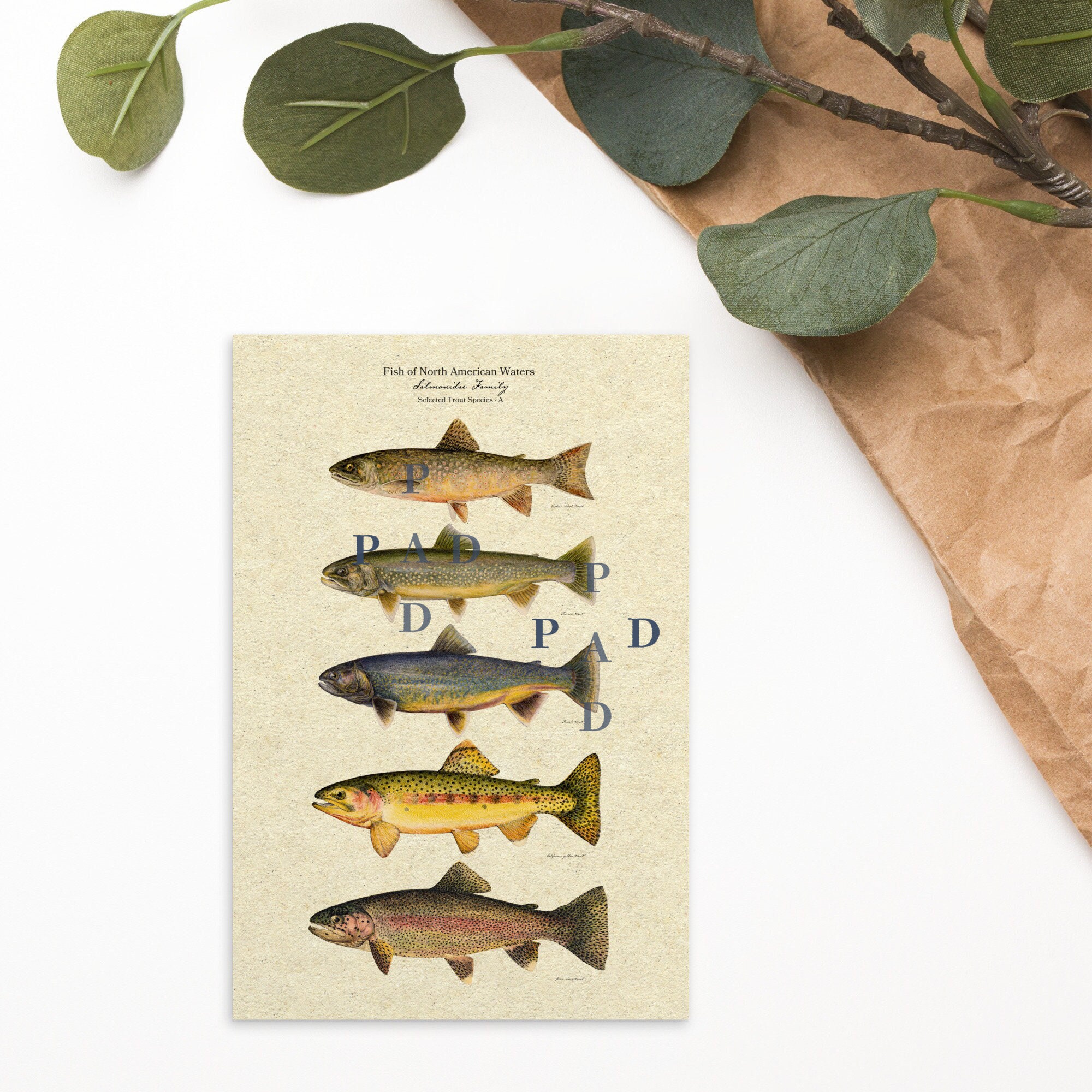 North American Trout Vintage Illustration. Brook Trout. Golden Trout 