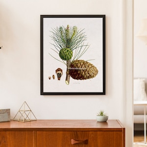 Può includere: Una stampa botanica incorniciata con un'illustrazione dettagliata di un ramo di pino con una pigna e aghi. L'opera d'arte utilizza toni verdi, marroni e beige, su uno sfondo bianco. La stampa è esposta su una parete sopra un mobile in legno.