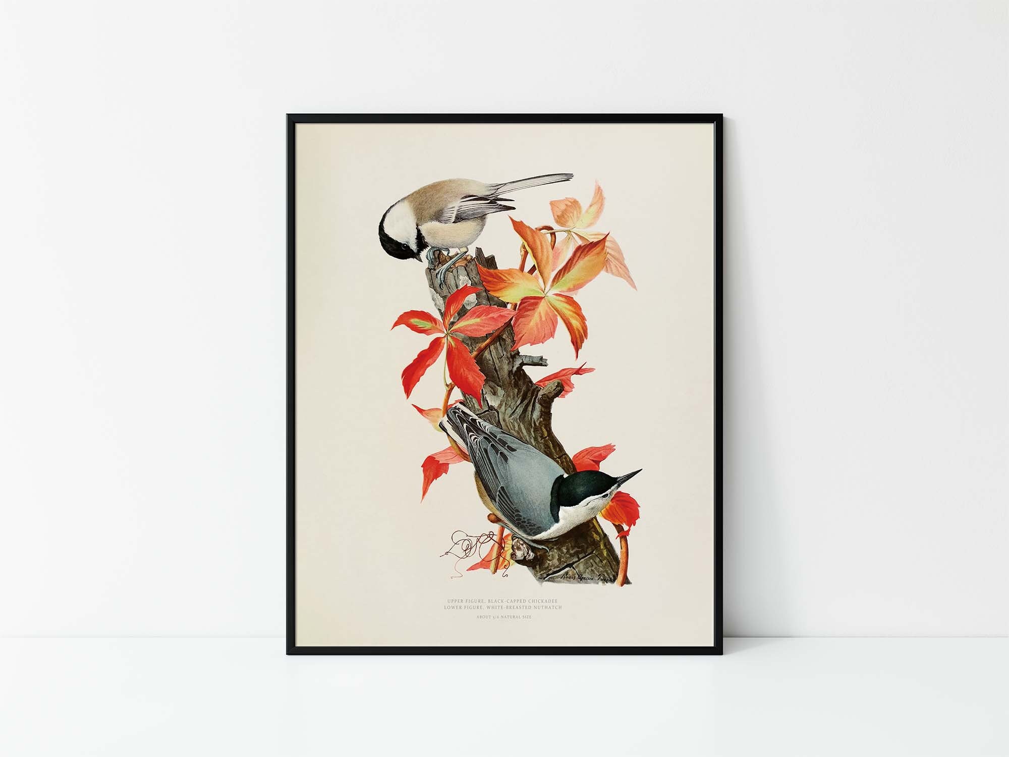 Vintage Black-capped Chickadee Print Vintage Black-capped Chickadee Print