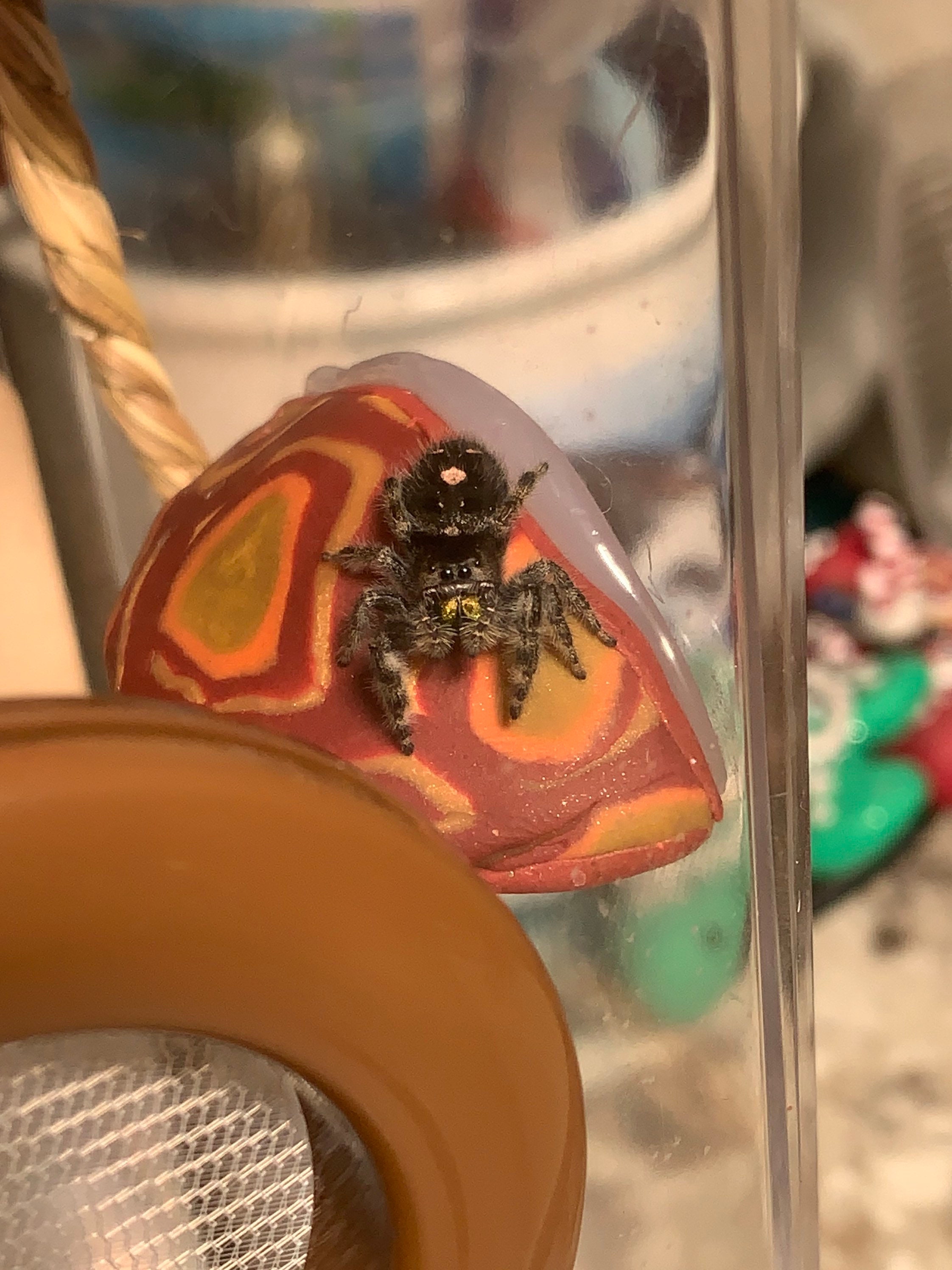 Jumping Spider Enclosure Decorations Natural Materials OOAK Spiders Phidippus Audax Regius