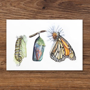 Monarch Postkarte ~ Raupe Puppe Monarchfalter 4x6 Karte ~ ~ Aquarell Zeichnung ~ Postkarte ~ Monarchfalter Postkarte~