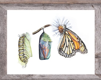 Digitaler Monarchfalter zum Ausdrucken; Kein Text ~ Raupe Chrysalis Schmetterling Aquarell Kunst ~ Monarch Geschenk ~ Schmetterling Wand Kunst Monarch