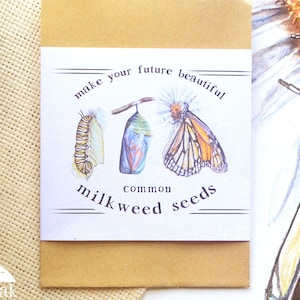 Monarch Butterfly Common Milkweed Seed packet- 60 seeds ~ Monarch gift idea ~ monarch teacher gift~ Monarch baby shower wedding favor