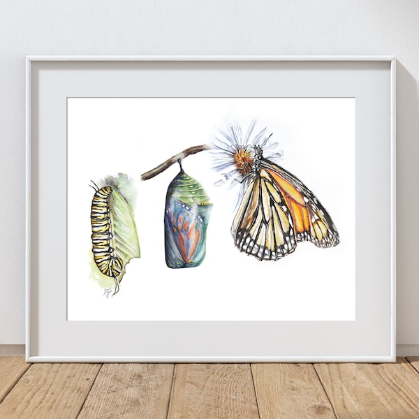 Monarch Butterfly Watercolor Wall Art; Caterpillar Chrysalis Butterfly~ Monarch Gift~ Monarch Art Print~ Birthday gift Monarch baby~ No text