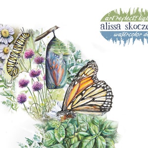 May include: Watercolour painting of a monarch butterfly, chrysalis, caterpillar, and wildflowers. The artwork is titled "art reflects light" and signed "alissa skoczelak watercolour design".