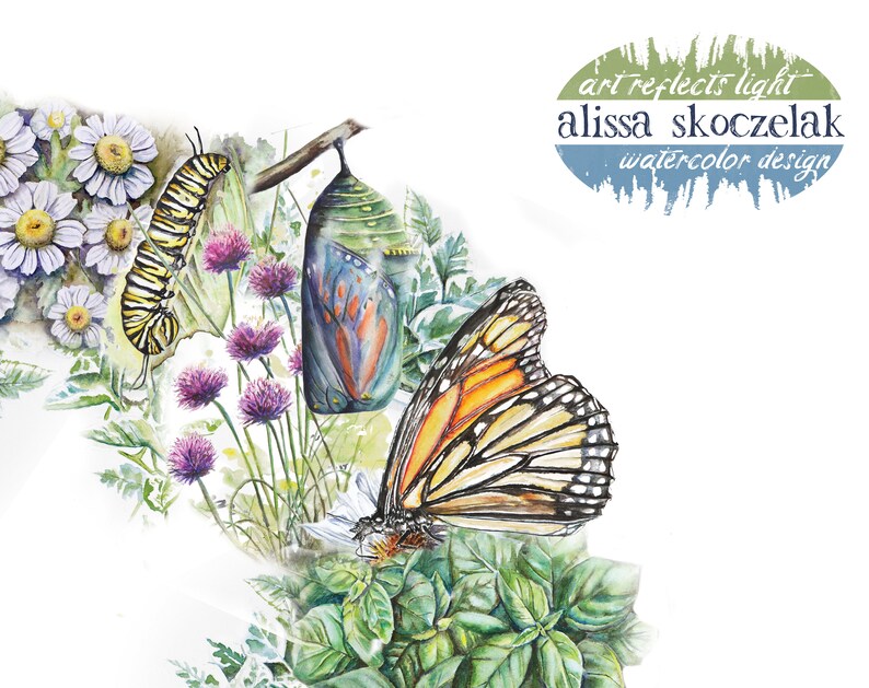 May include: Watercolour painting of a monarch butterfly, chrysalis, caterpillar, and wildflowers. The artwork is titled "art reflects light" and signed "alissa skoczelak watercolour design".