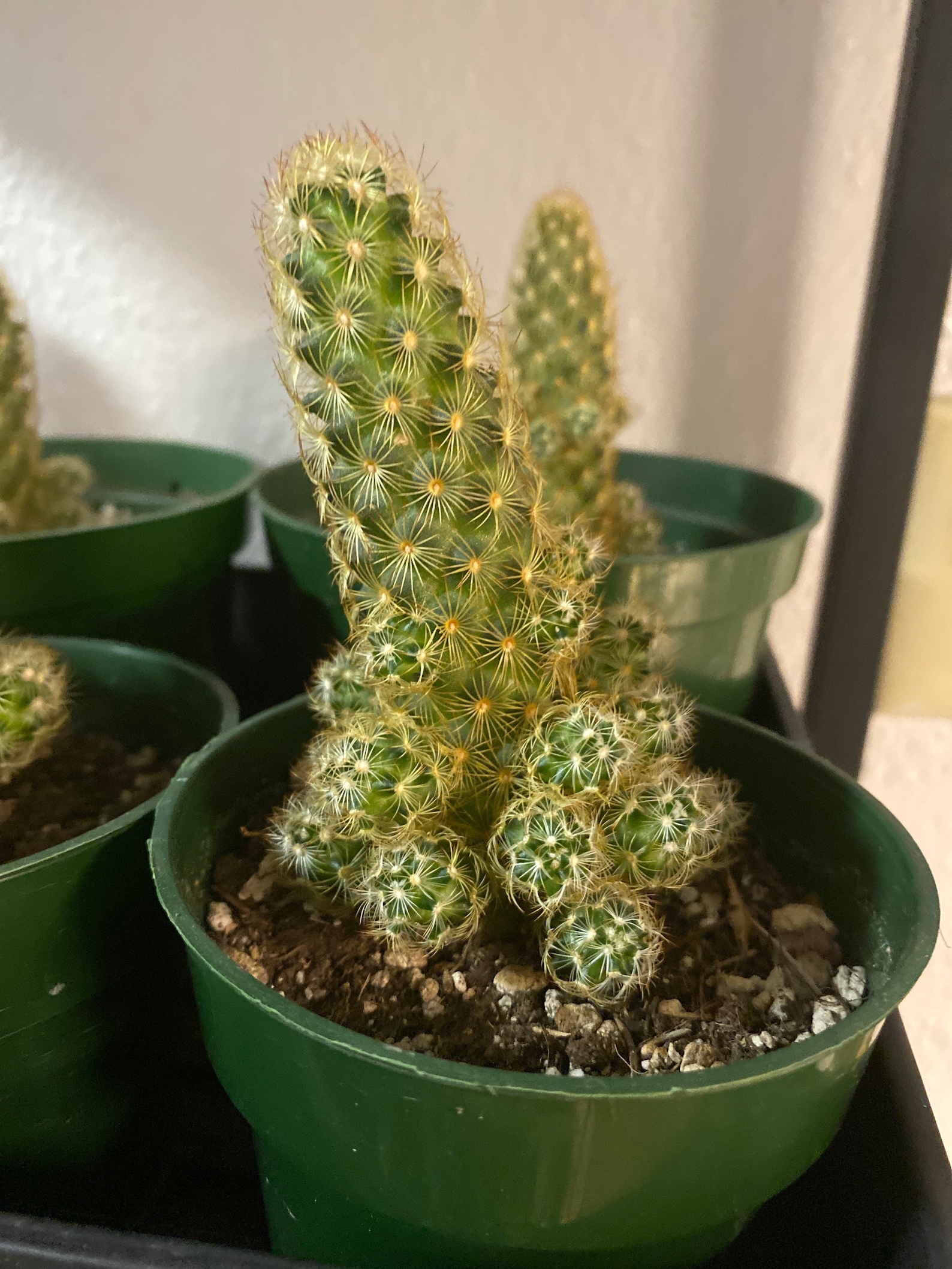 Golden Lace Lady Finger Cactus in 6 inch Pot Etsy