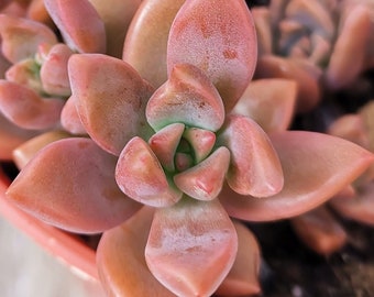 Graptosedum Bronze, plante grasse, succulente rare, bouture feuilles et propagation