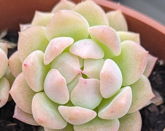 Echeveria prolifica, plante succulente, bouture et propagation