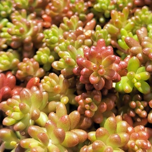 Peut inclure: Gros plan sur une plante succulente aux feuilles vertes et rouges. La plante est en pot et les feuilles sont regroupées.