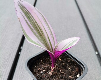 Tradescantia Nanouk variegata, plante colorée retombante, bouture et propagation