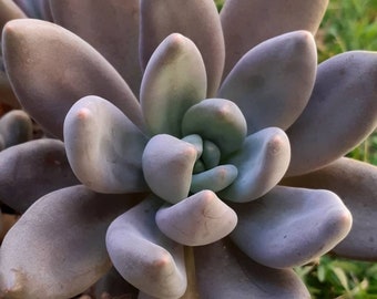 Sedeveria Blue Mist, plante grasse bouture, feuille, propagation