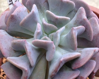 Echeveria Cubic Frost Pink, plante grasse, succulente bouture et feuilles, propagation