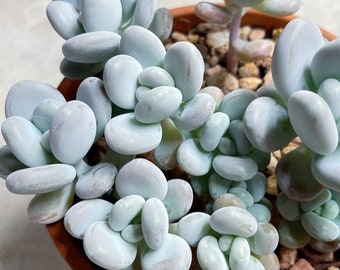 Pachyphytum Oviferum, pierre de lune, plante dragée, plante grasse, succulente, bouture racinée, feuilles, propagation