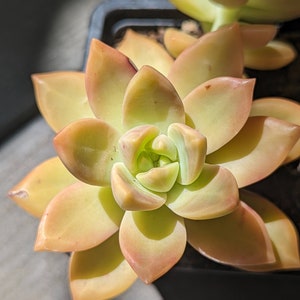 GRAPTOSEDUM CALIFORNIA SUNSET, bouture, propagation, plante entière image 3