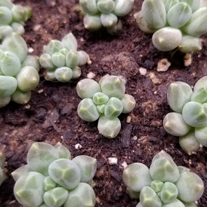 Pachyphytum compactum, plante succulente pour propagation par feuille ou bouture racinée image 2