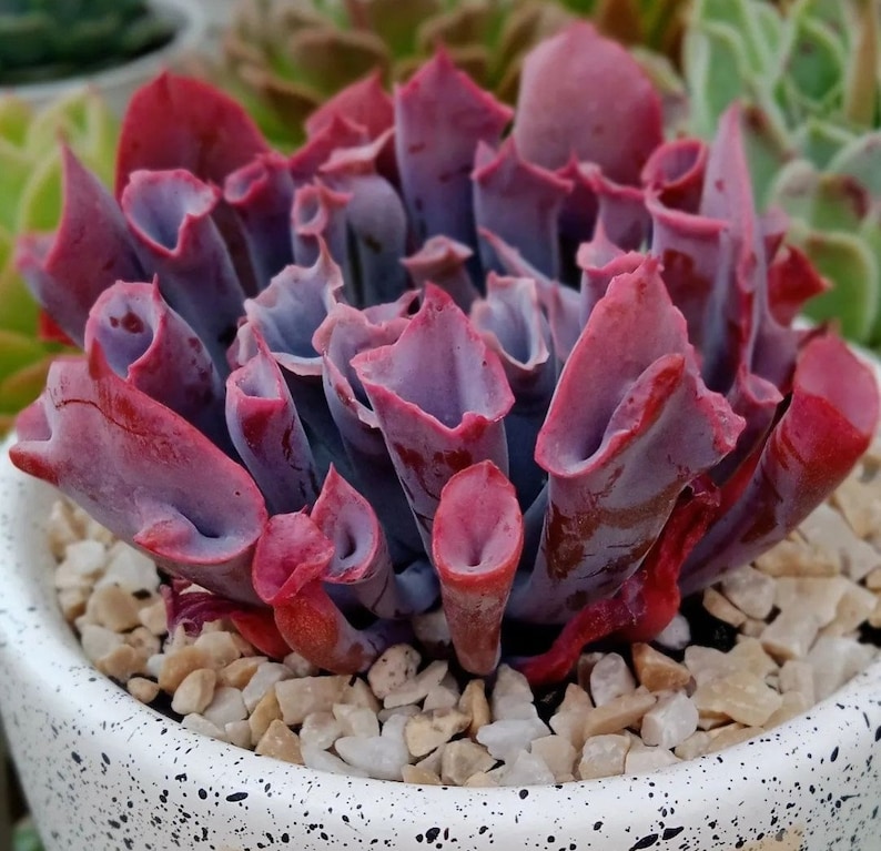 Echeveria Trumpet Pink, plante grasse succulente image 2