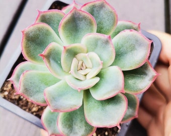 Echeveria Hercules, plante grasse succulente pour bouture et propagation