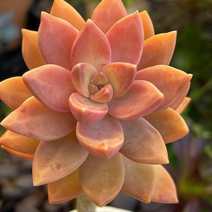 GRAPTOSEDUM CALIFORNIA SUNSET, bouture, propagation, plante entière image 1
