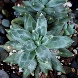 Pachyphytum compactum, plante succulente pour propagation par feuille ou bouture racinée image 1