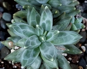 Pachyphytum compactum, plante succulente pour propagation par feuille ou bouture racinée