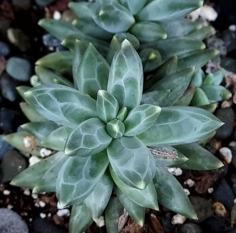 Pachyphytum compactum, plante succulente pour propagation par feuille ou bouture racinée image 1