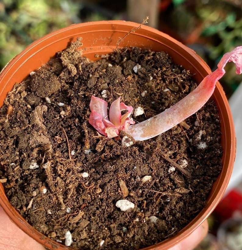 Echeveria Trumpet Pink, plante grasse succulente image 3