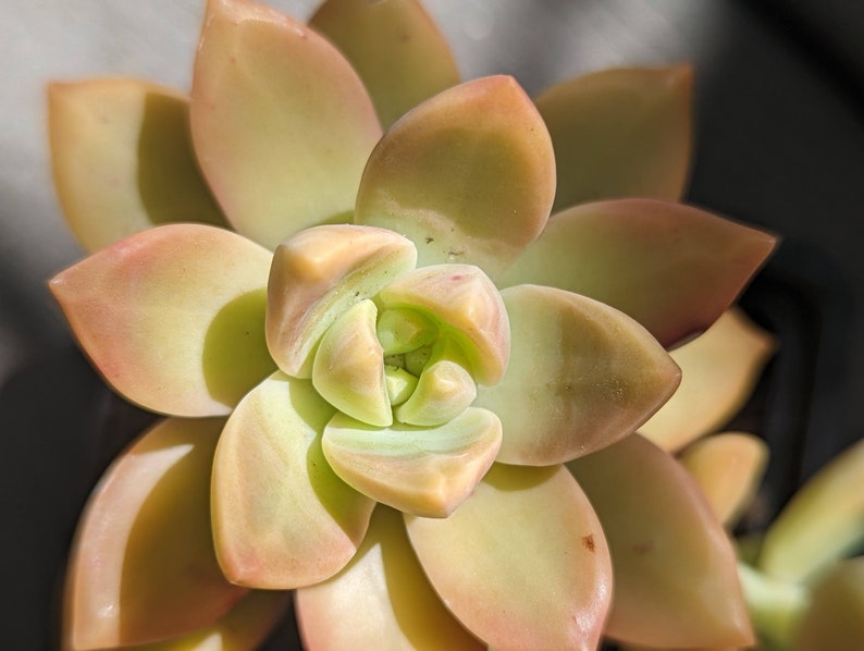 GRAPTOSEDUM CALIFORNIA SUNSET, bouture, propagation, plante entière Plante adulte