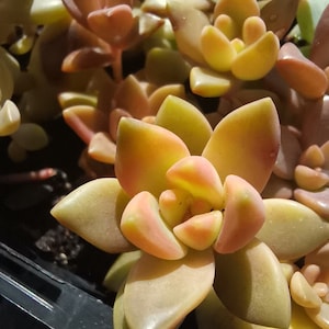 GRAPTOSEDUM CALIFORNIA SUNSET, bouture, propagation, plante entière Plante racinée S