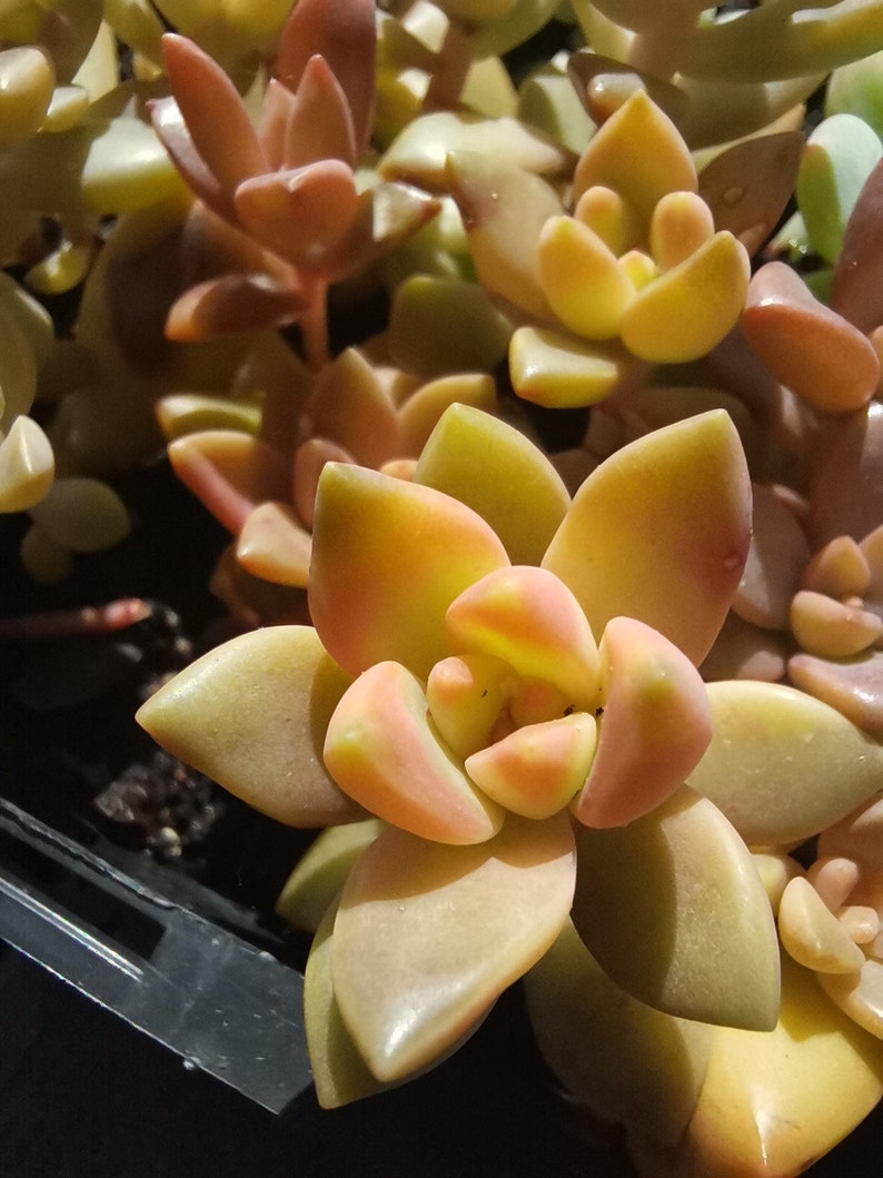 GRAPTOSEDUM CALIFORNIA SUNSET, bouture, propagation, plante entière Plante racinée S