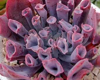 Echeveria Trumpet Pink, plante grasse succulente