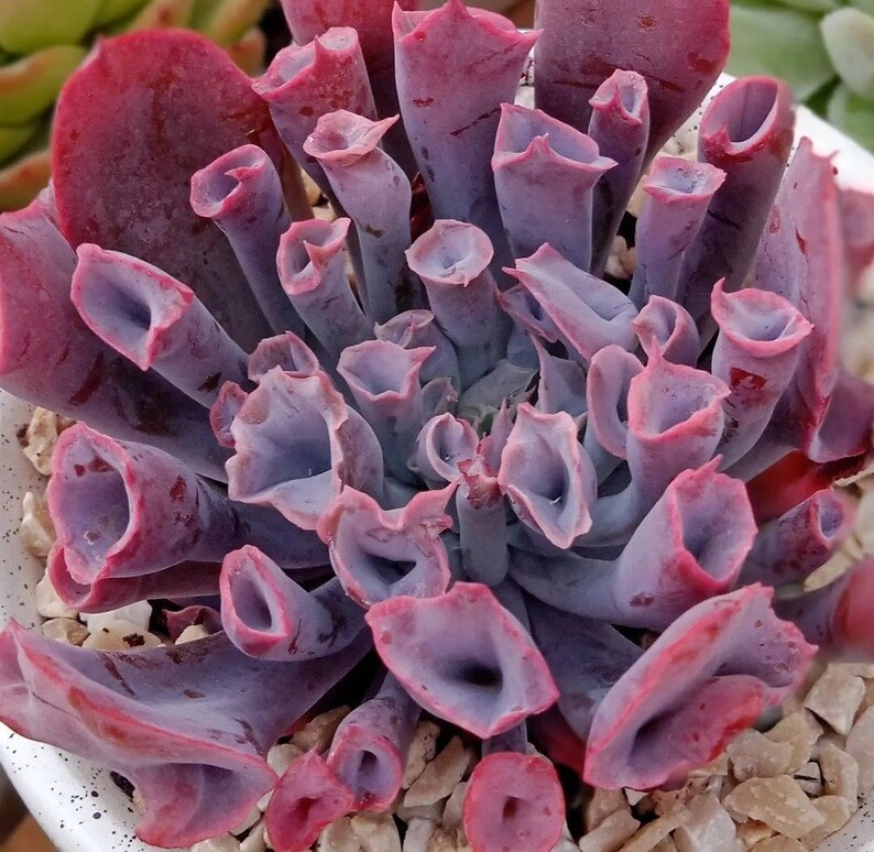 Echeveria Trumpet Pink, plante grasse succulente image 1