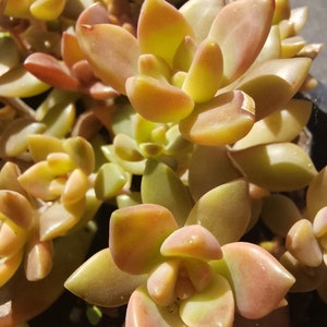 GRAPTOSEDUM CALIFORNIA SUNSET, bouture, propagation, plante entière image 5