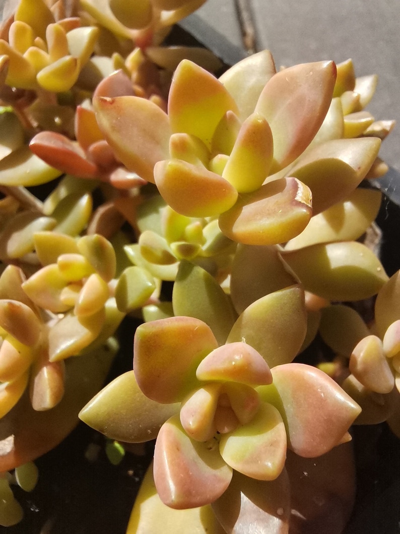 GRAPTOSEDUM CALIFORNIA SUNSET, bouture, propagation, plante entière image 5